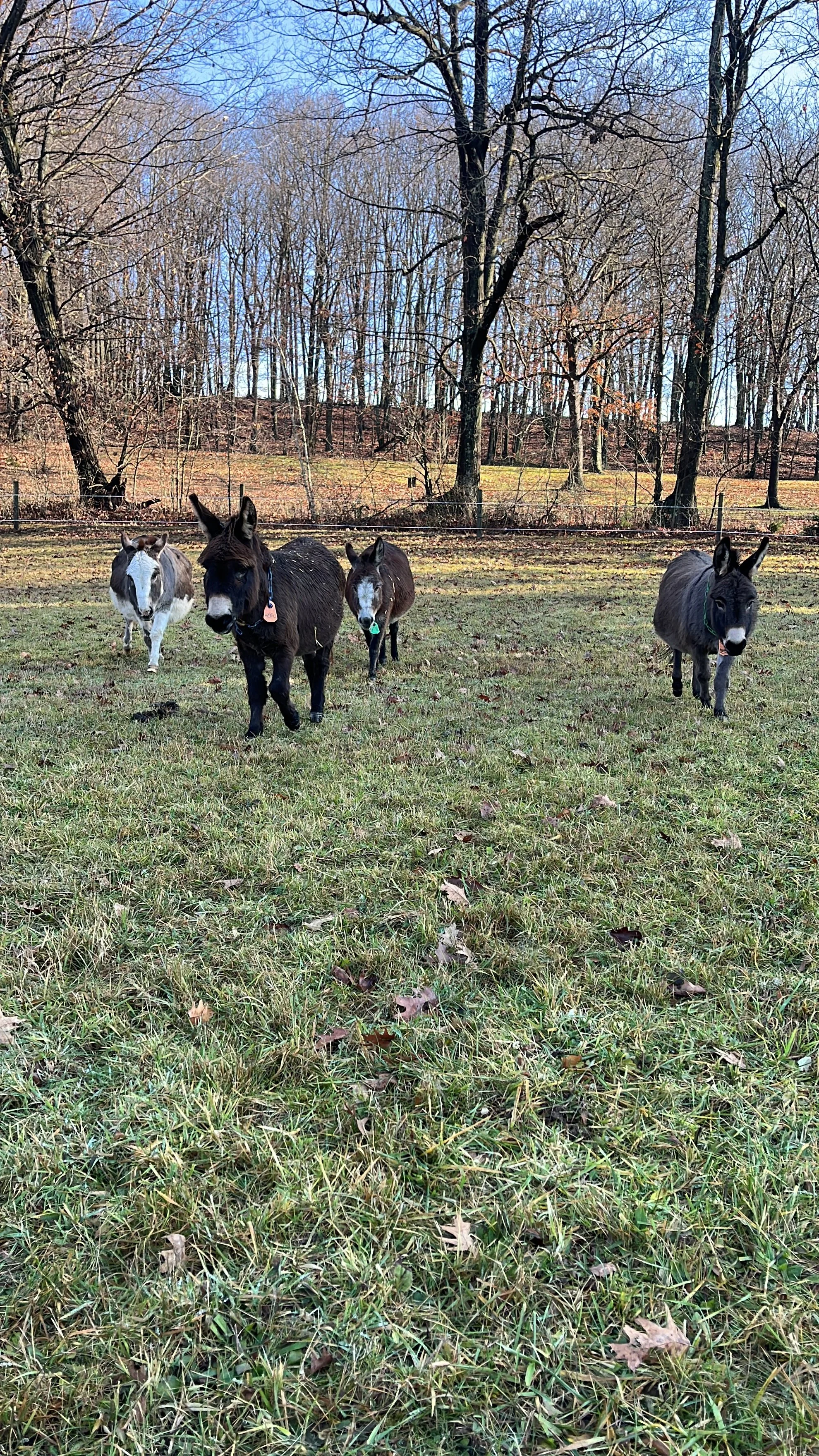 Four small donkeys standing on grass in a park with trees in the background on a clear day.