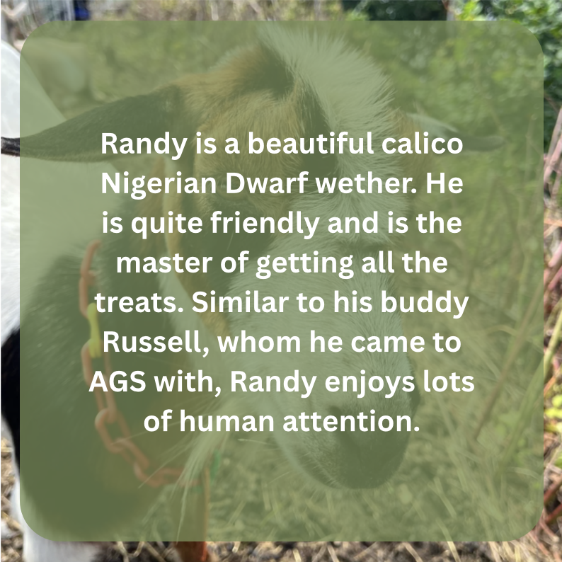 randy bio.png