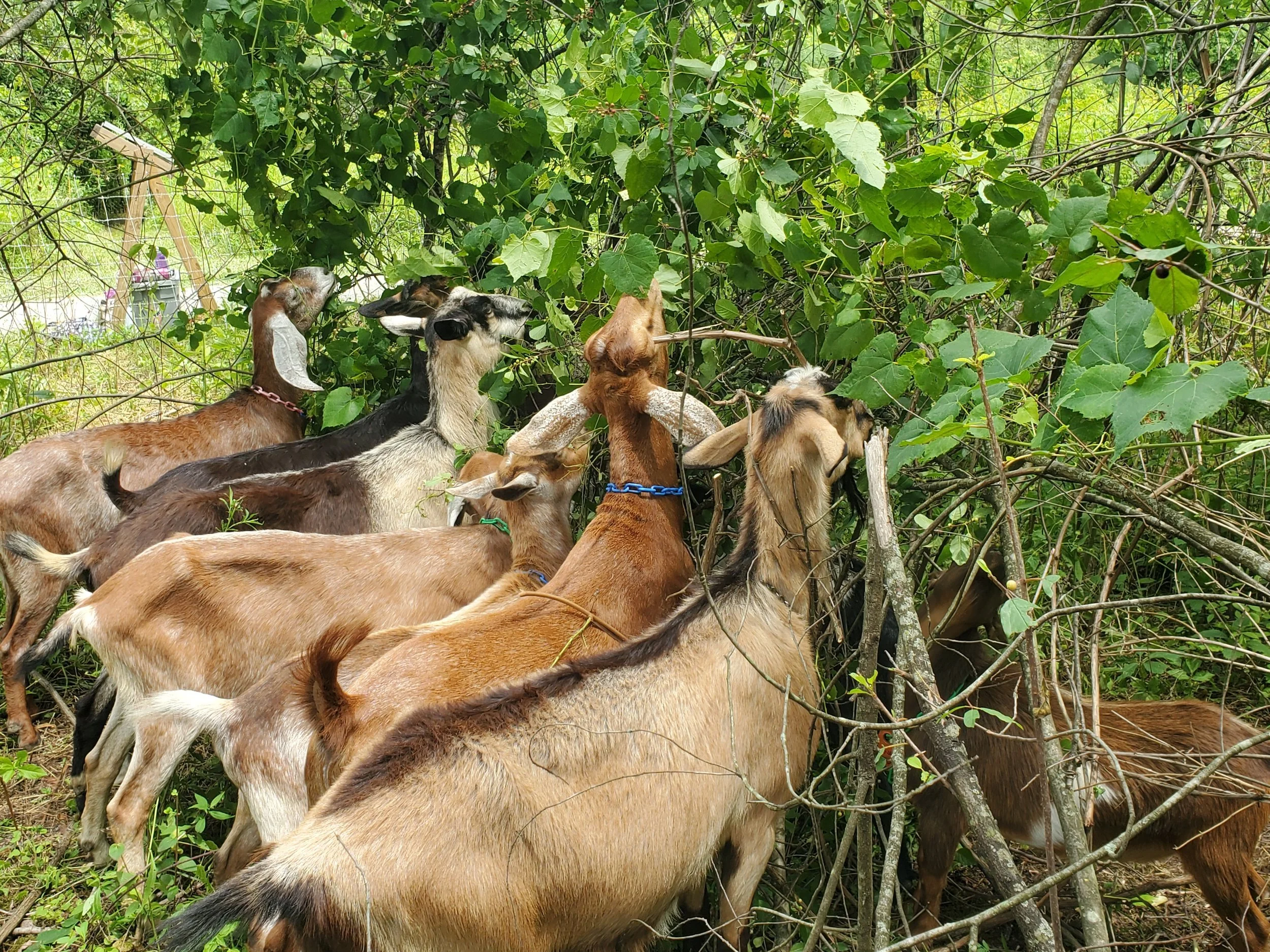 Several goats grazing and standing among dense green foliage and trees.