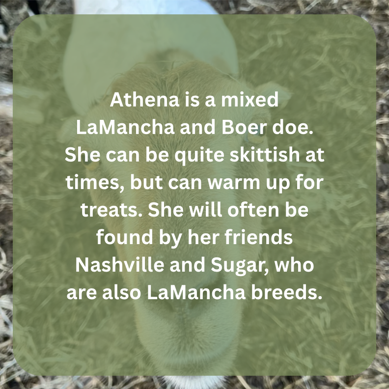 athena bio.png