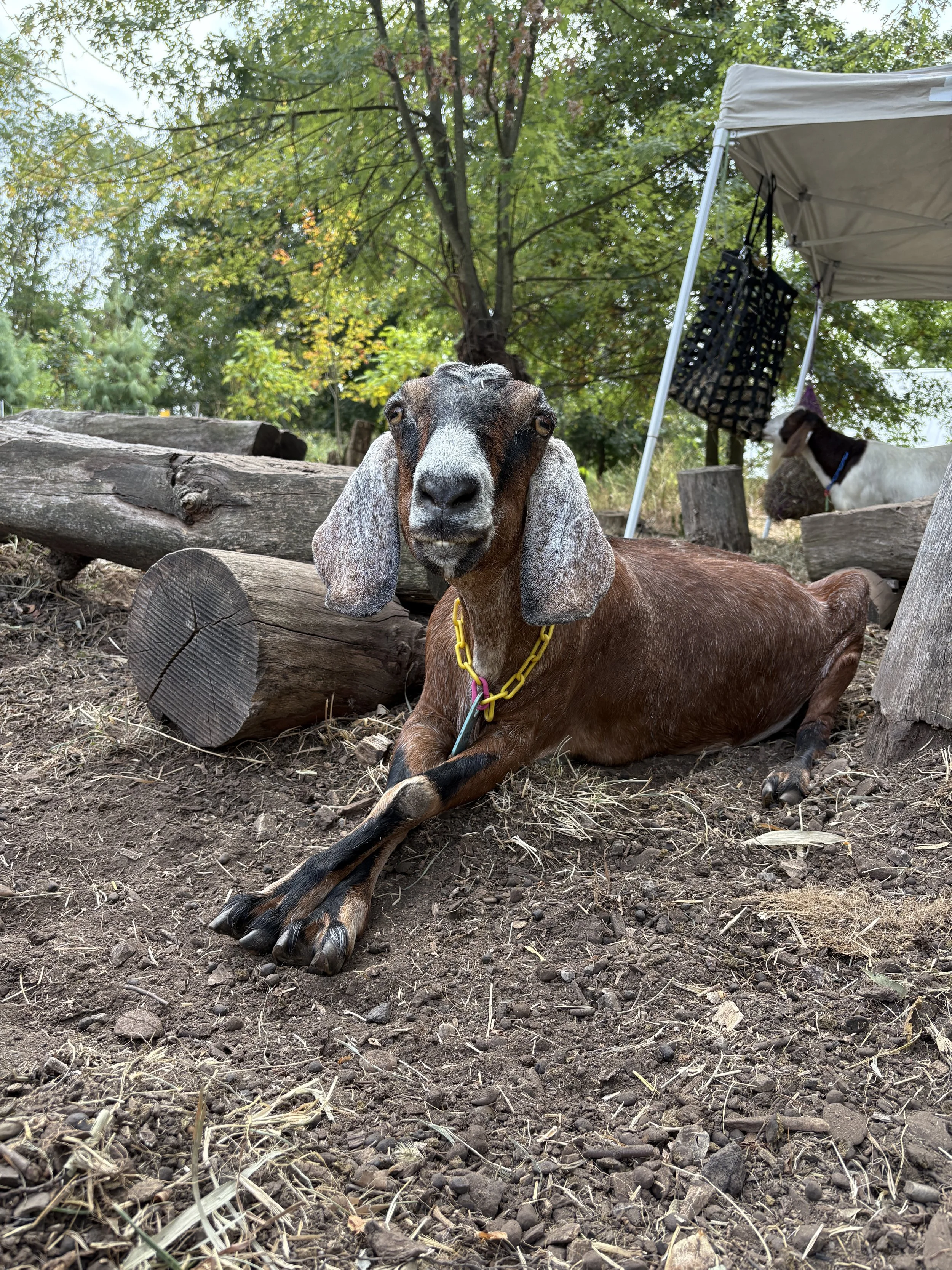Vitamins & Supplements