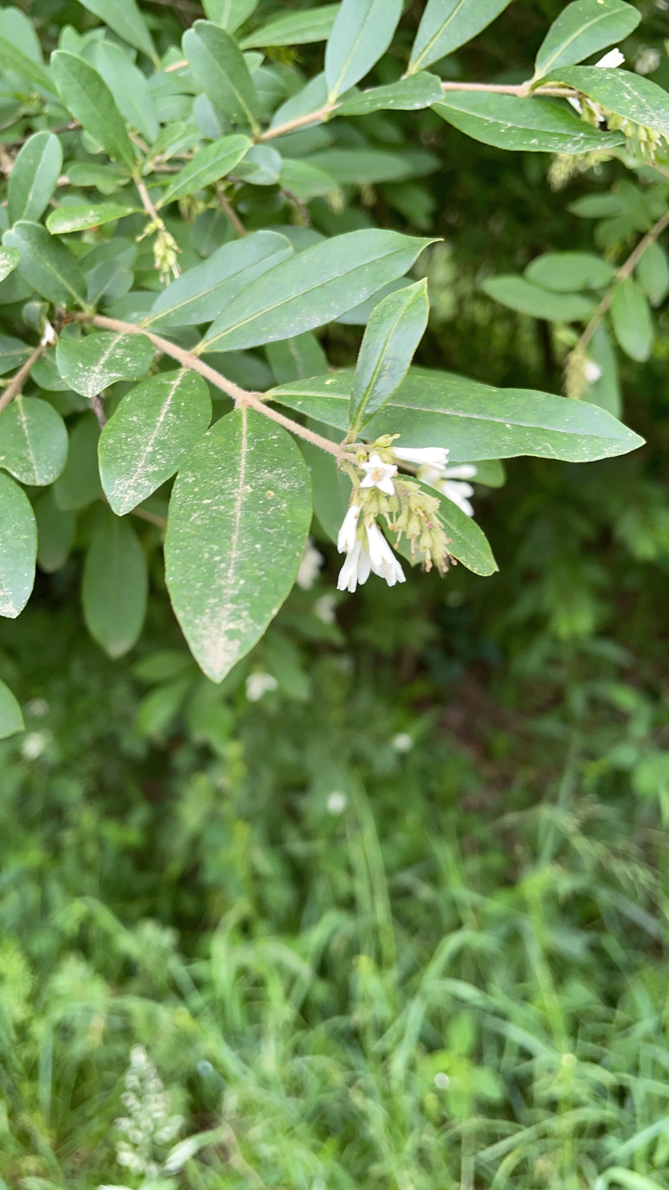 Image of Privet