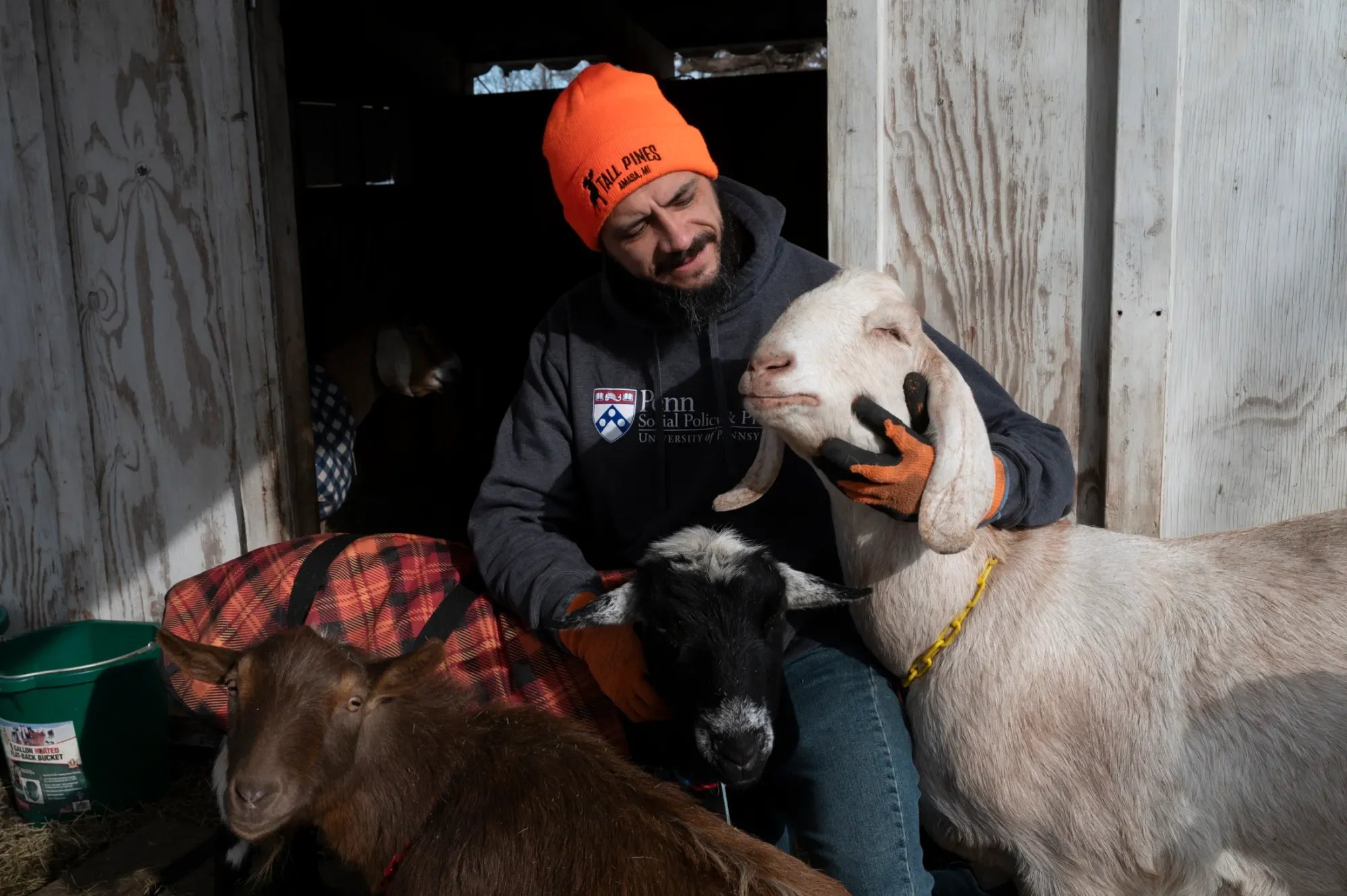 Gavin in an orange beanie and a gray hoodie with Penn State logo, sitting and hugging a goat, surrounded by other goats, inside a rustic wooden barn.