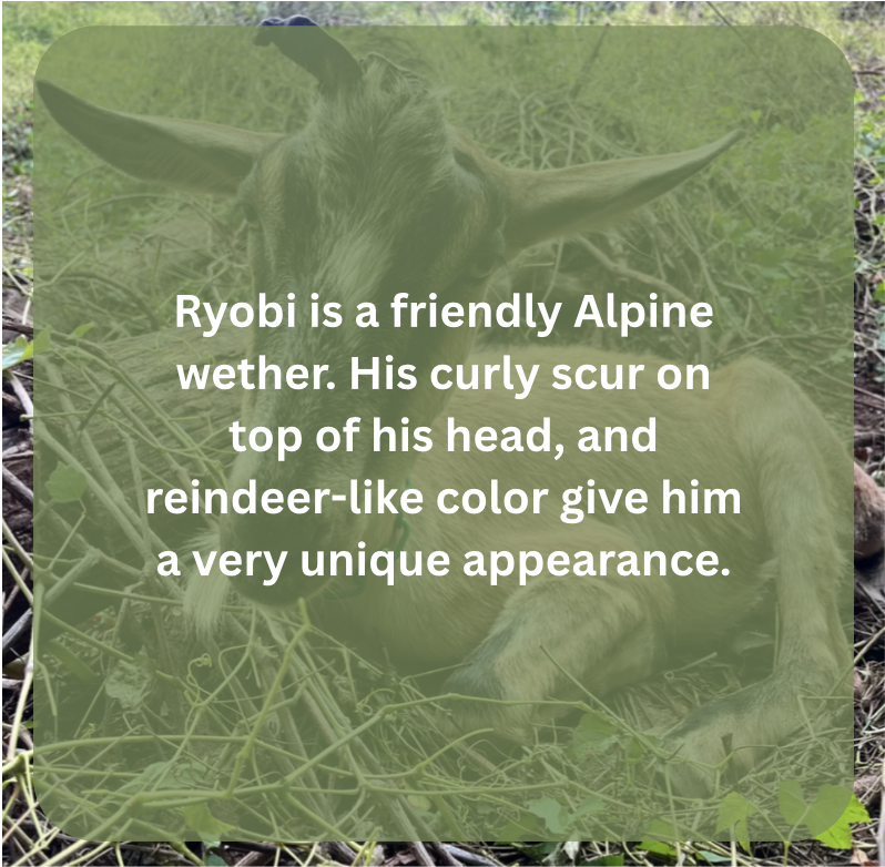 ryobi bio.png