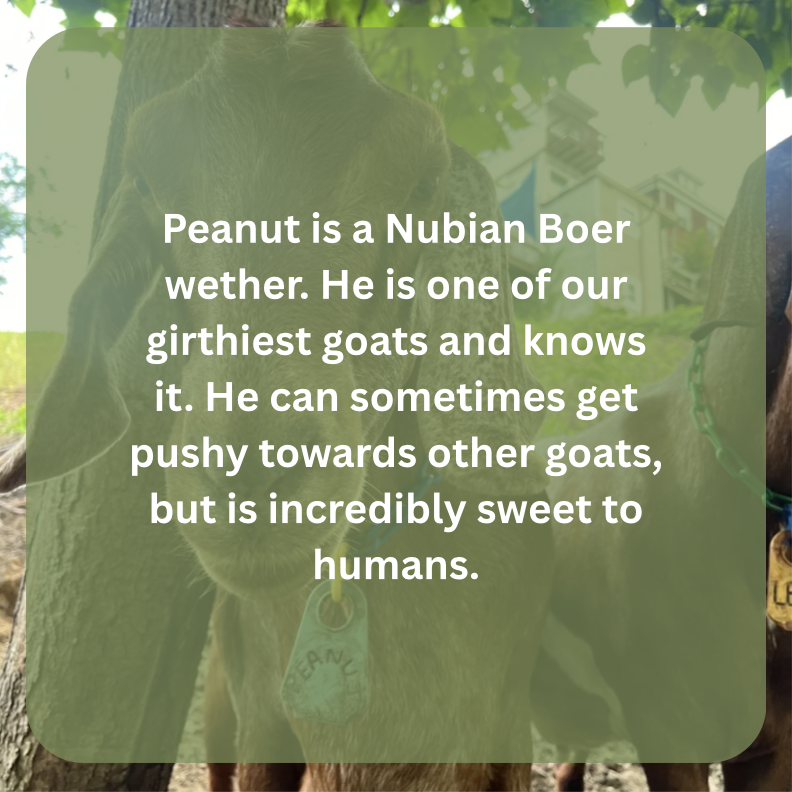 peanut bio.png