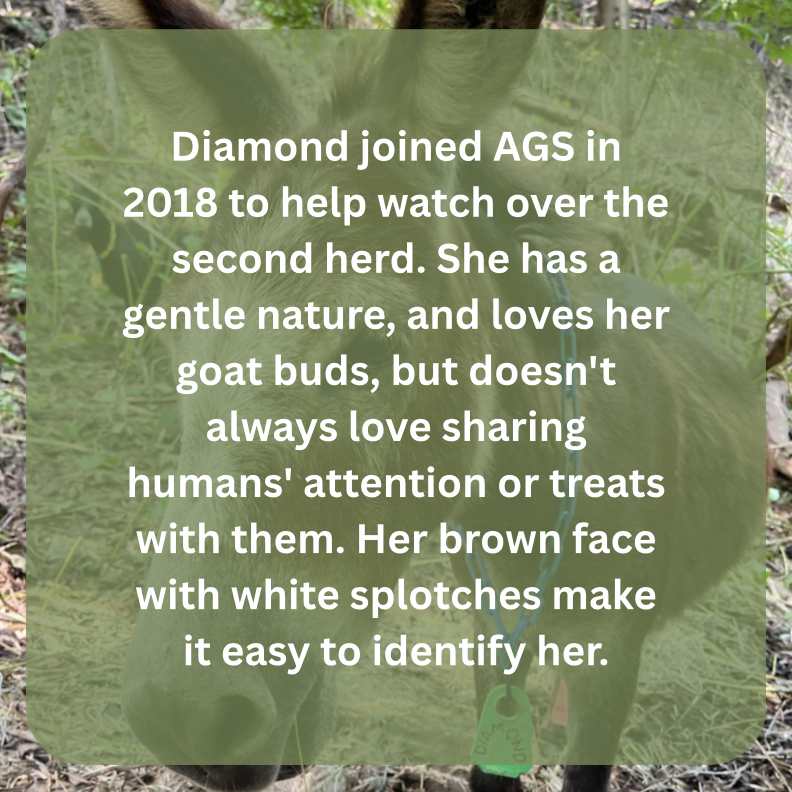 diamond bio.png