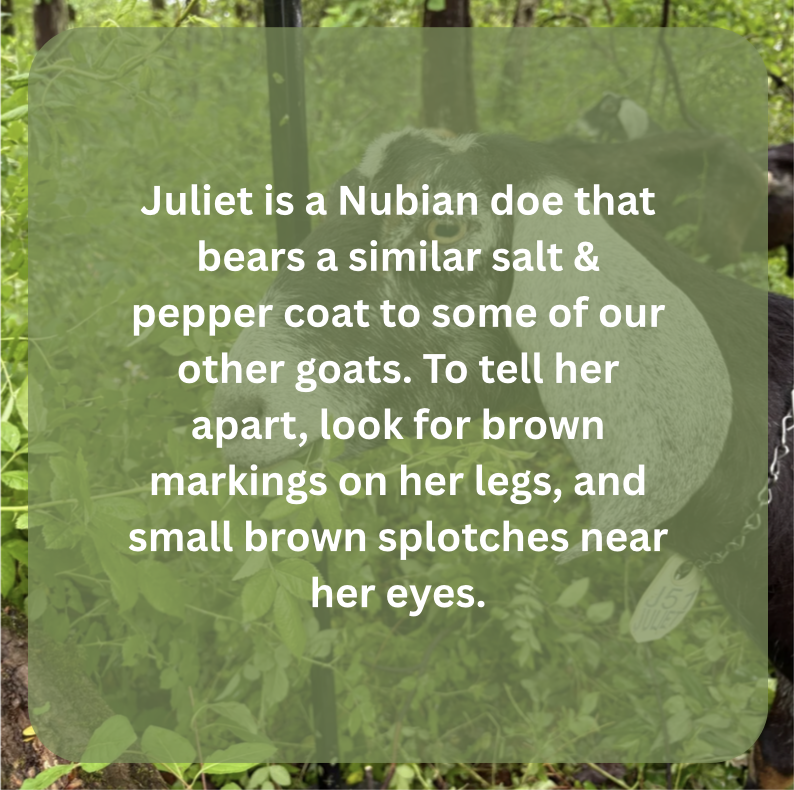 juliet bio.png