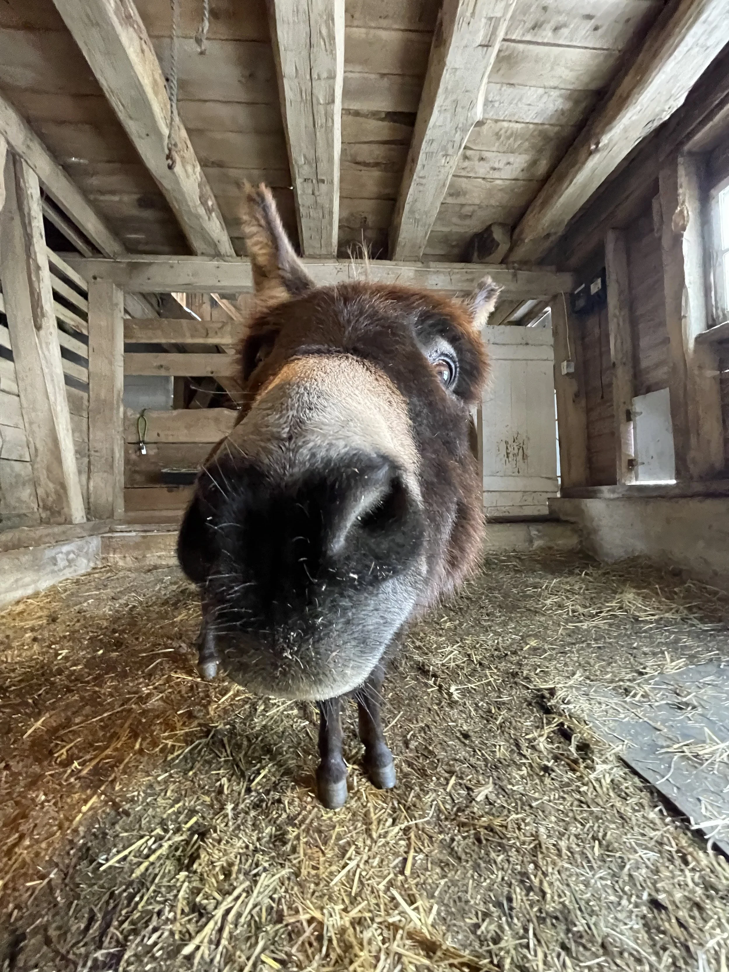 Farrier Visit