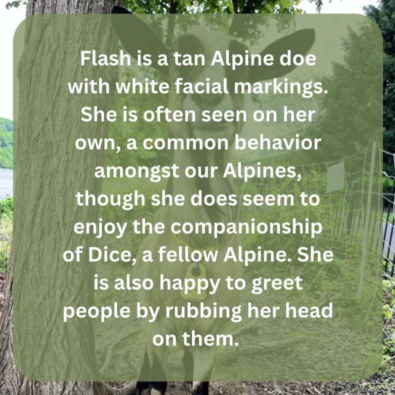 flash bio.png