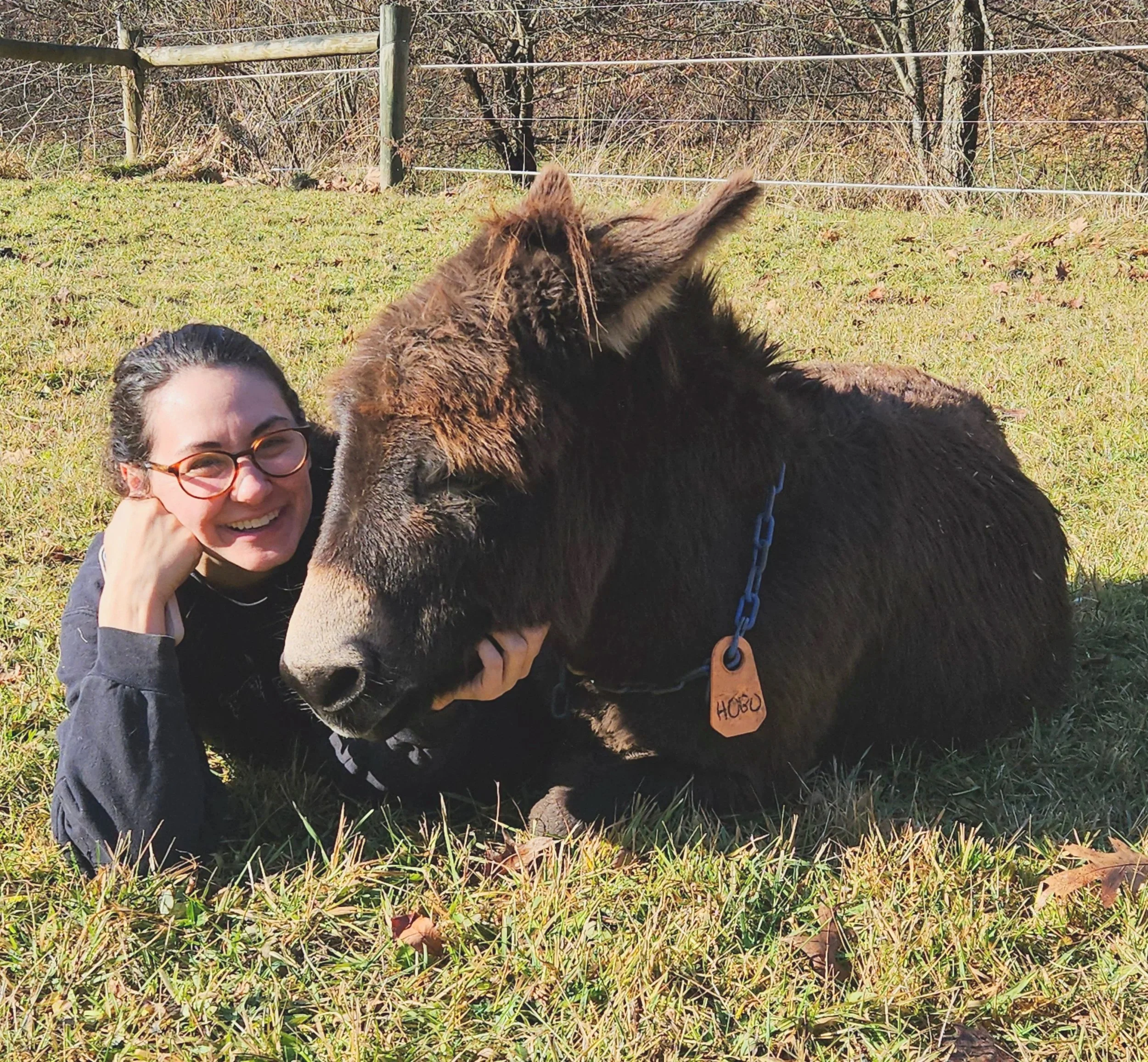 Staff lying in grass next to a donkey with a collar in a fenced outdoor area.
