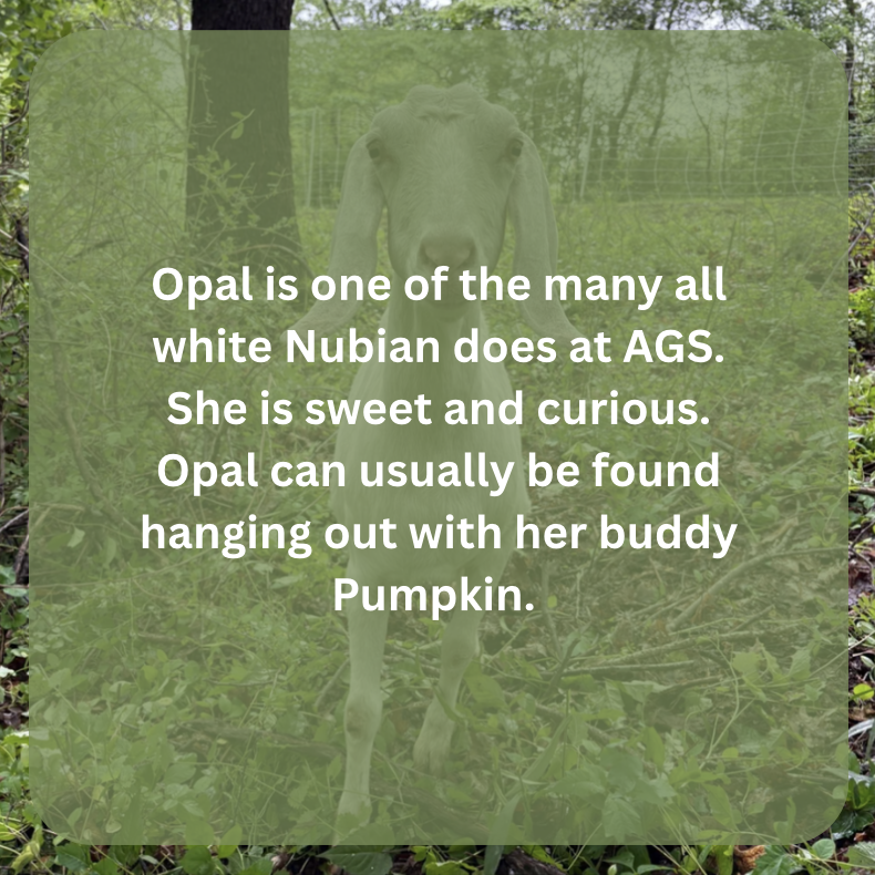 opal bio.png