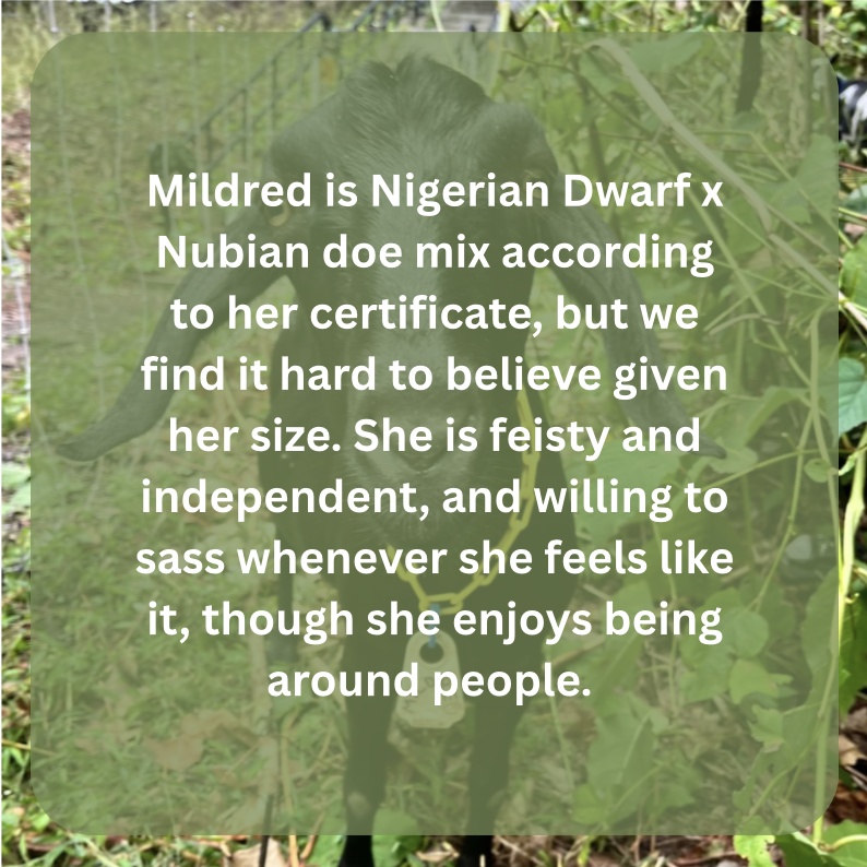 millie bio.png