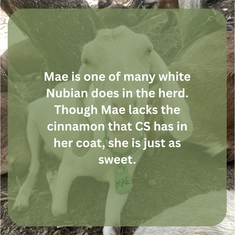 mae bio.png