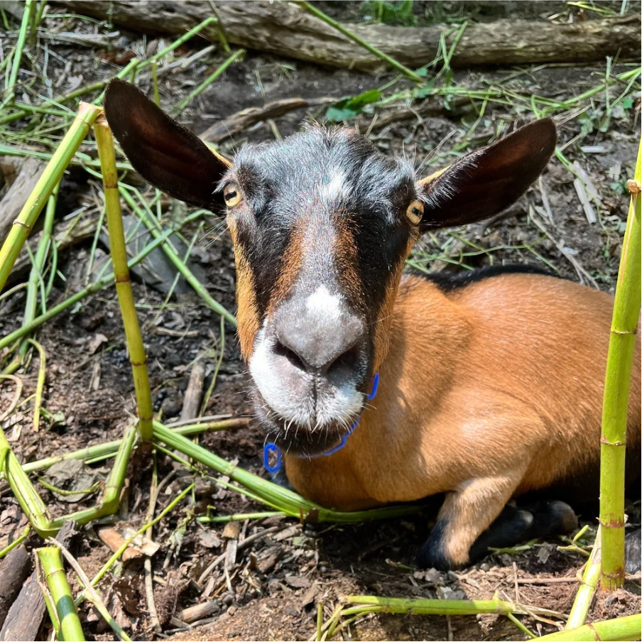 Jam is a confident Alpine doe, that seems to do her own thing, though never far from her pal, Jolie. If you approach her though, she will gladly take some pets or head scratches!