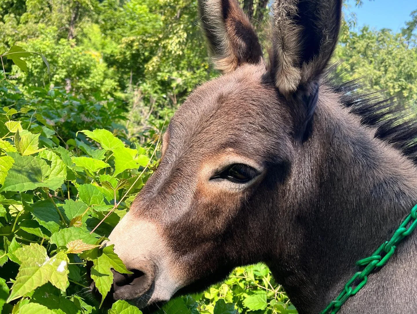 A close-up of a horse's head grazing on green leaves, with a small black and white bird perched on its head, in natural outdoor setting with trees and blue sky.