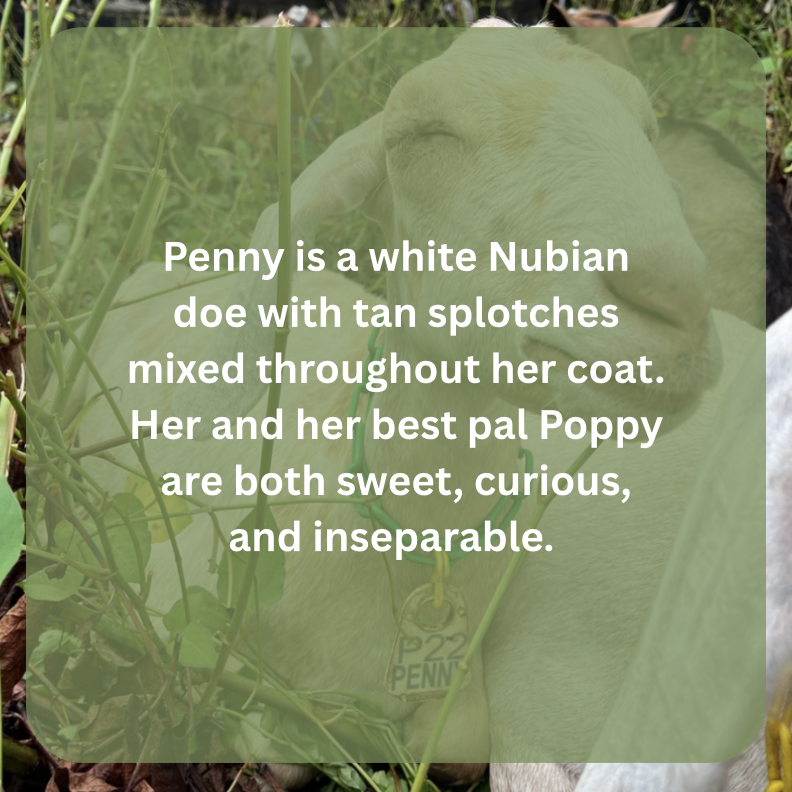 penny bio.png