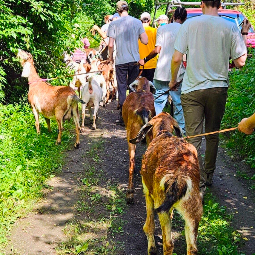 Group of people walking goats on a trail surrounded by greenery.