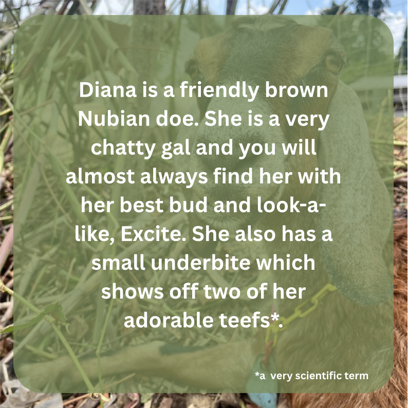 diana bio.png