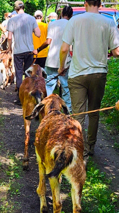 Sponsor%2BA%2BGoat.png