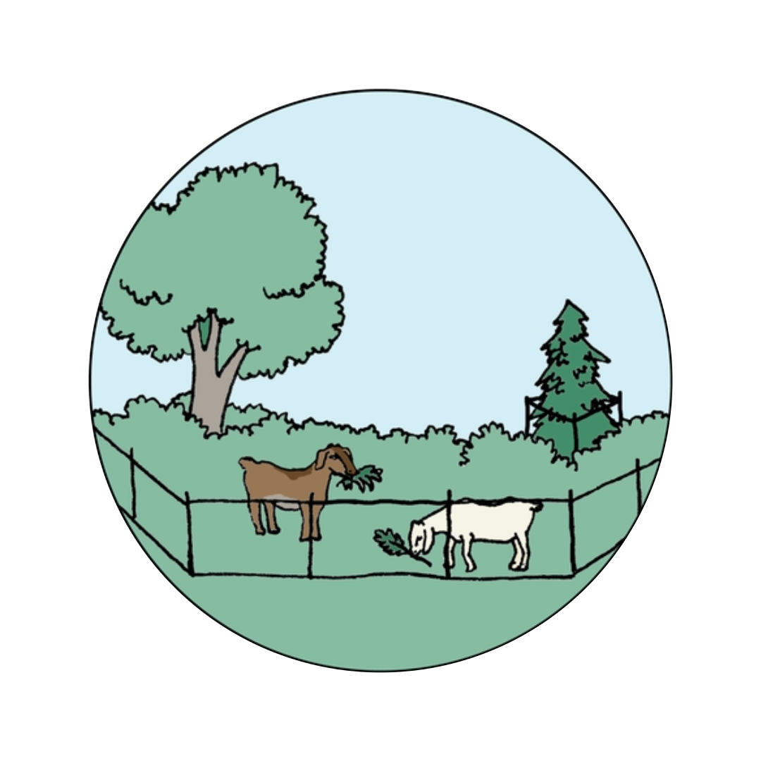 In this dawing there are two goats in a fenced outdoor area with trees in the background. They are hard at work eating invasives!