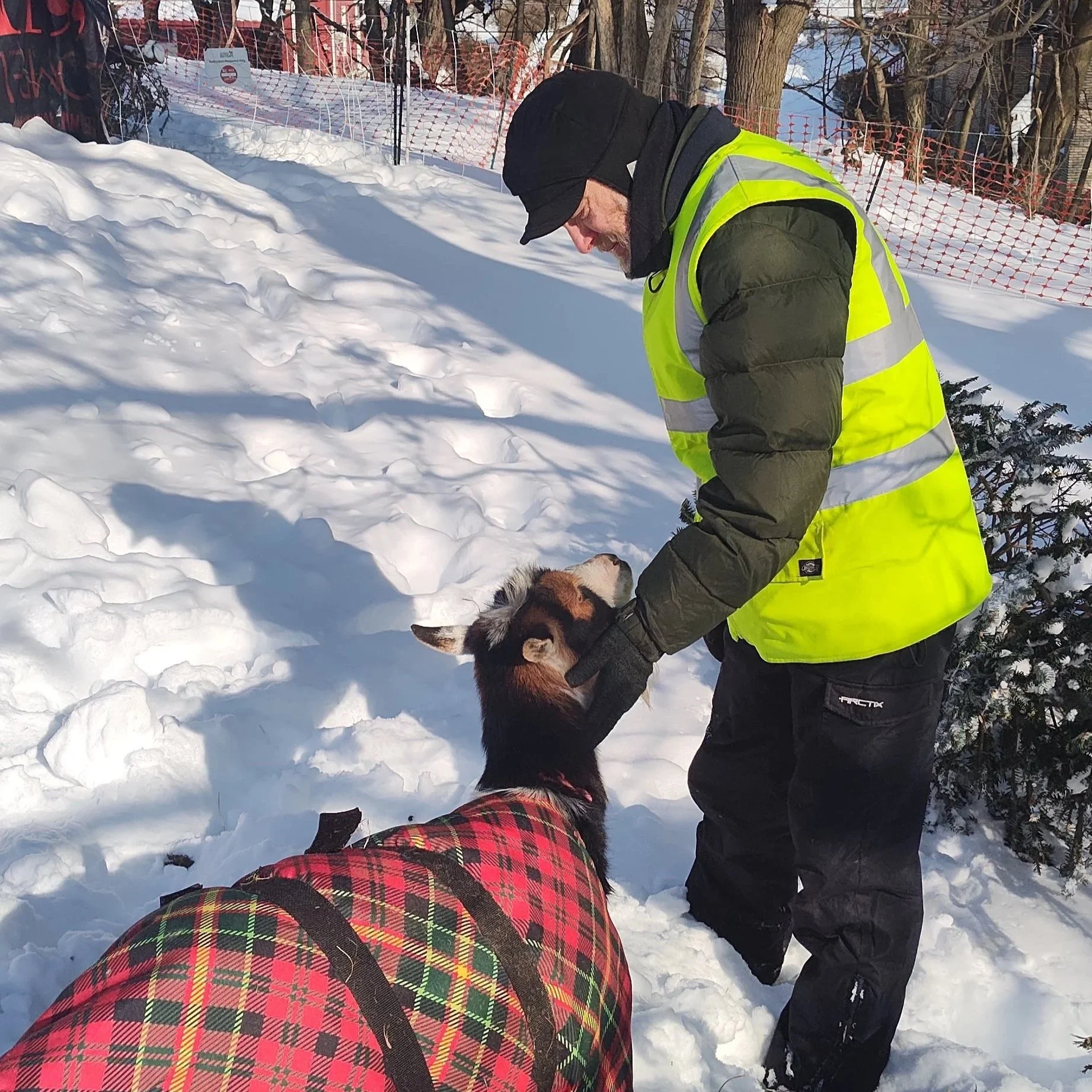 Volunteer with a goat in a snowy outdoor setting. The staff is wearing a neon yellow safety vest and black winter clothing, including a hat, and is bending over. The goat is wearing a red plaid coat.