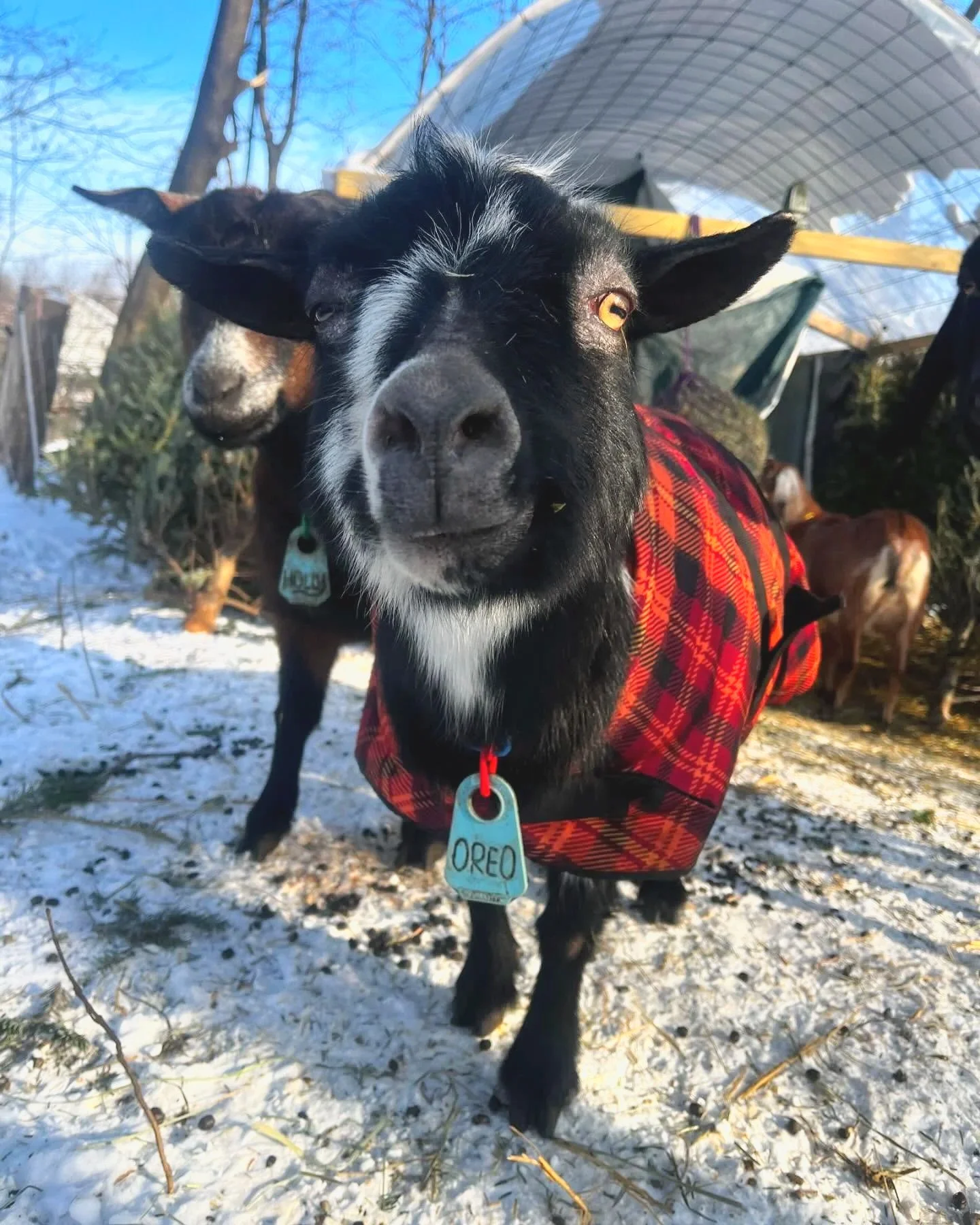 Close-up of awhite goat wearing a red and black checkered coat with a tag labeled 'Oreo' around its neck, standing on snow-covered ground in an outdoor farm setting with other goats and a greenhouse structure in the background.