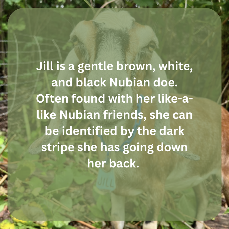 jill bio.png