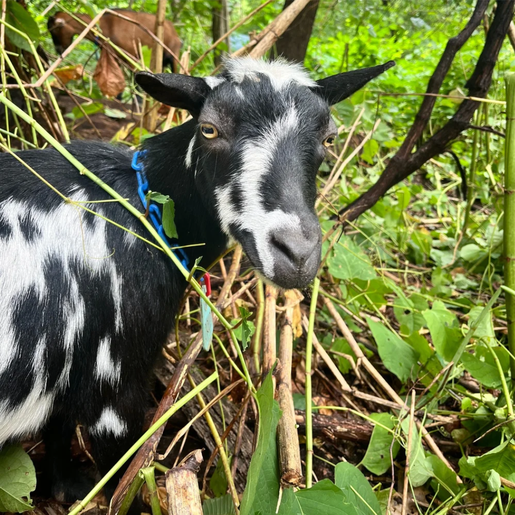 Oreo.png