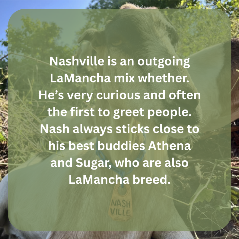 nashville bio.png