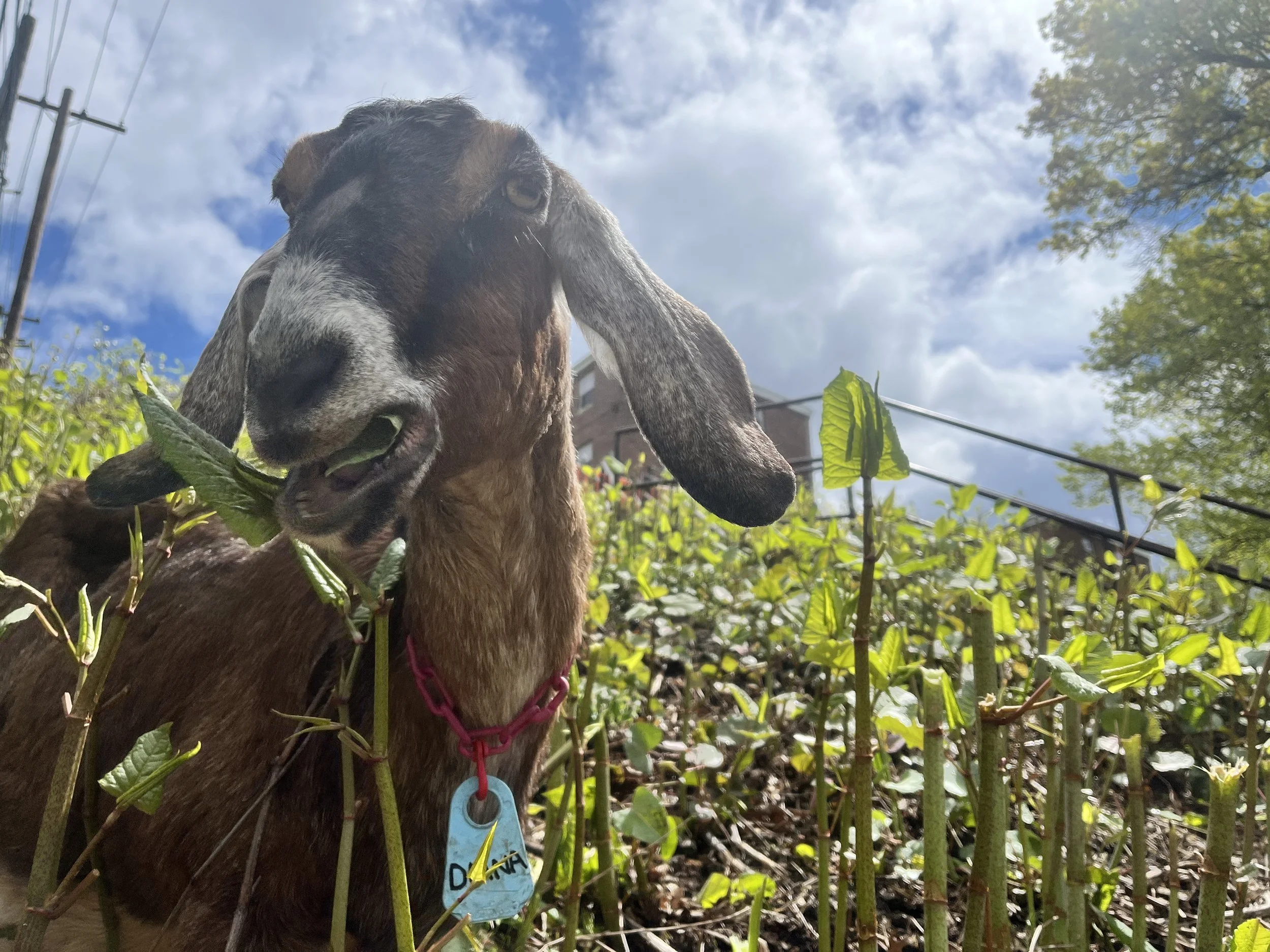 Close-up of a goat with a dark brown coat and tan markings, chewing on green leaves, wearing a pink collar with a blue tag, in a garden with green foliage and a partly cloudy sky.