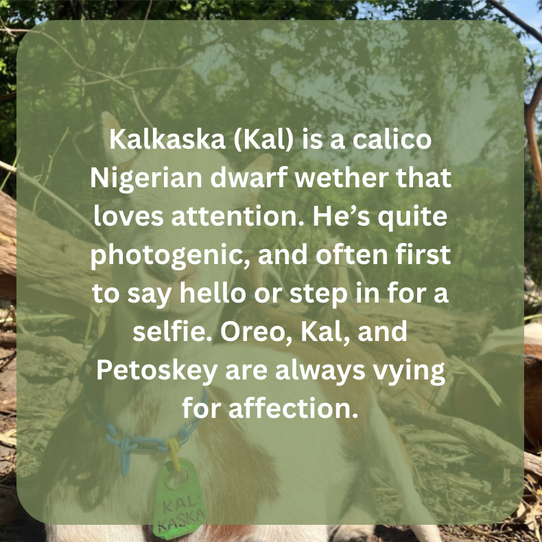 kal bio.png