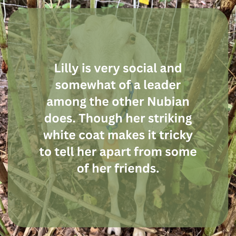 lilly bio.png