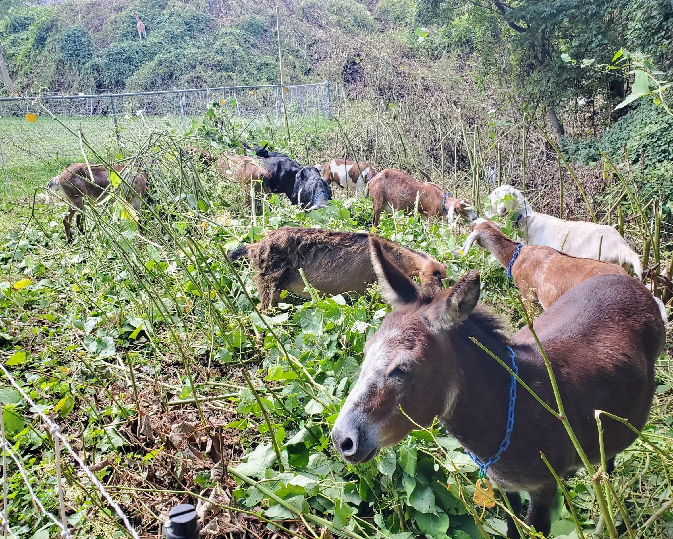Group of goats removing invasive species in Pittsburgh. A lush green area near a wire fence and wooded hillside appear in the background.