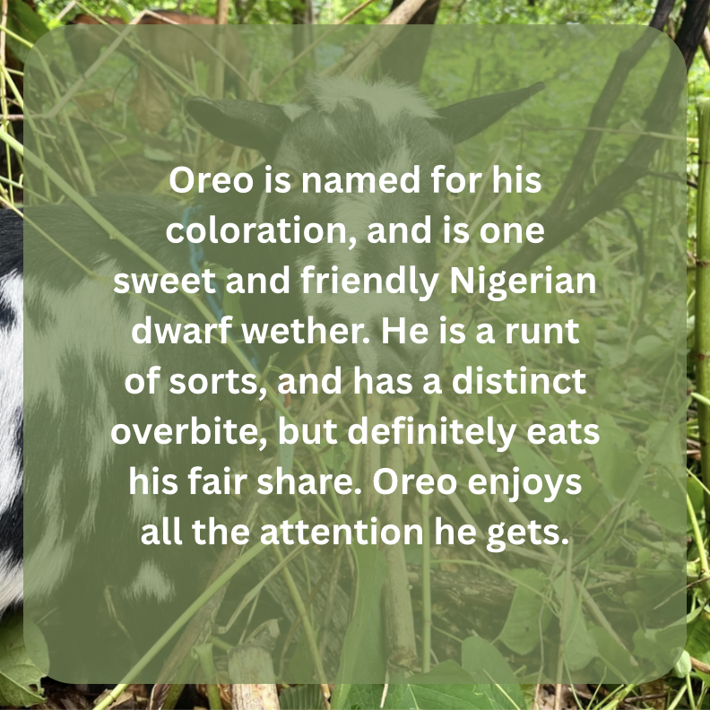oreo bio.png