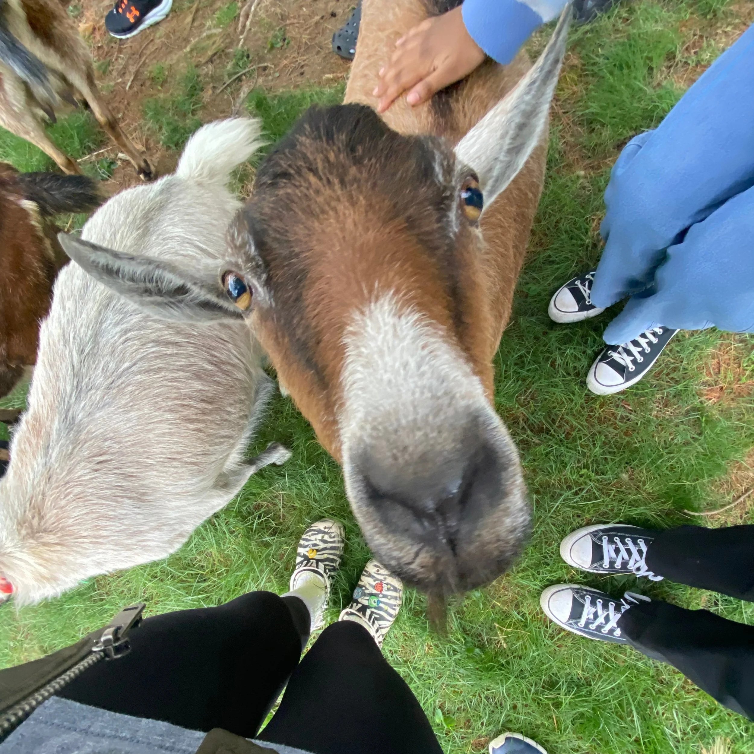Close-up view of a goat standing on a grassy area, looking up at a group of people, one of whom is the photographer.