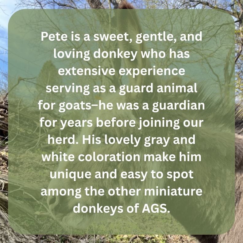 pete bio.png