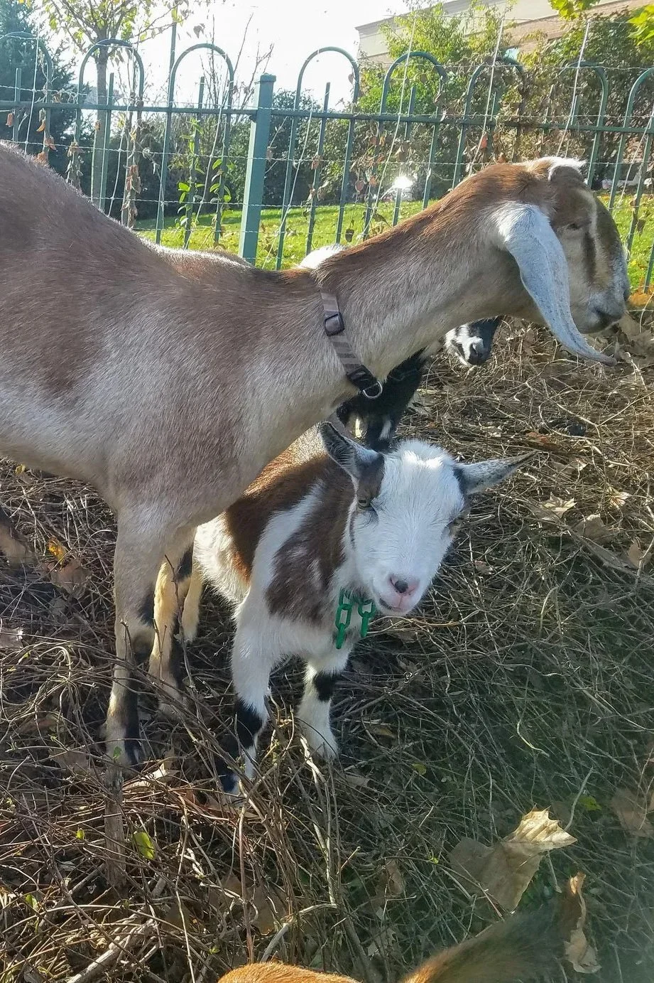 A goat and a kid standing in a grassy outdoor area surrounded by dry twigs and bushes, with a metal fence in the background.