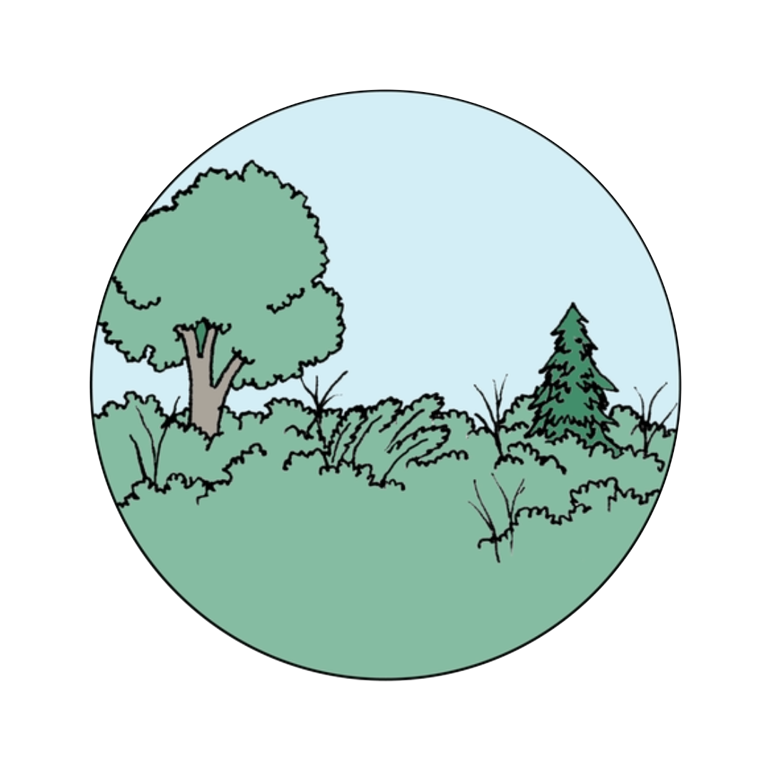 Illustration of trees and bushes in a natural landscape under a light blue sky. Indicates landscape with invasives, ready for goats!