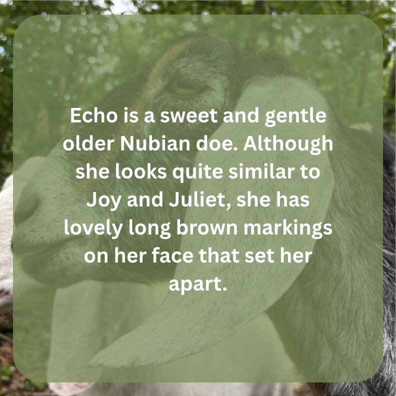 echo bio.png