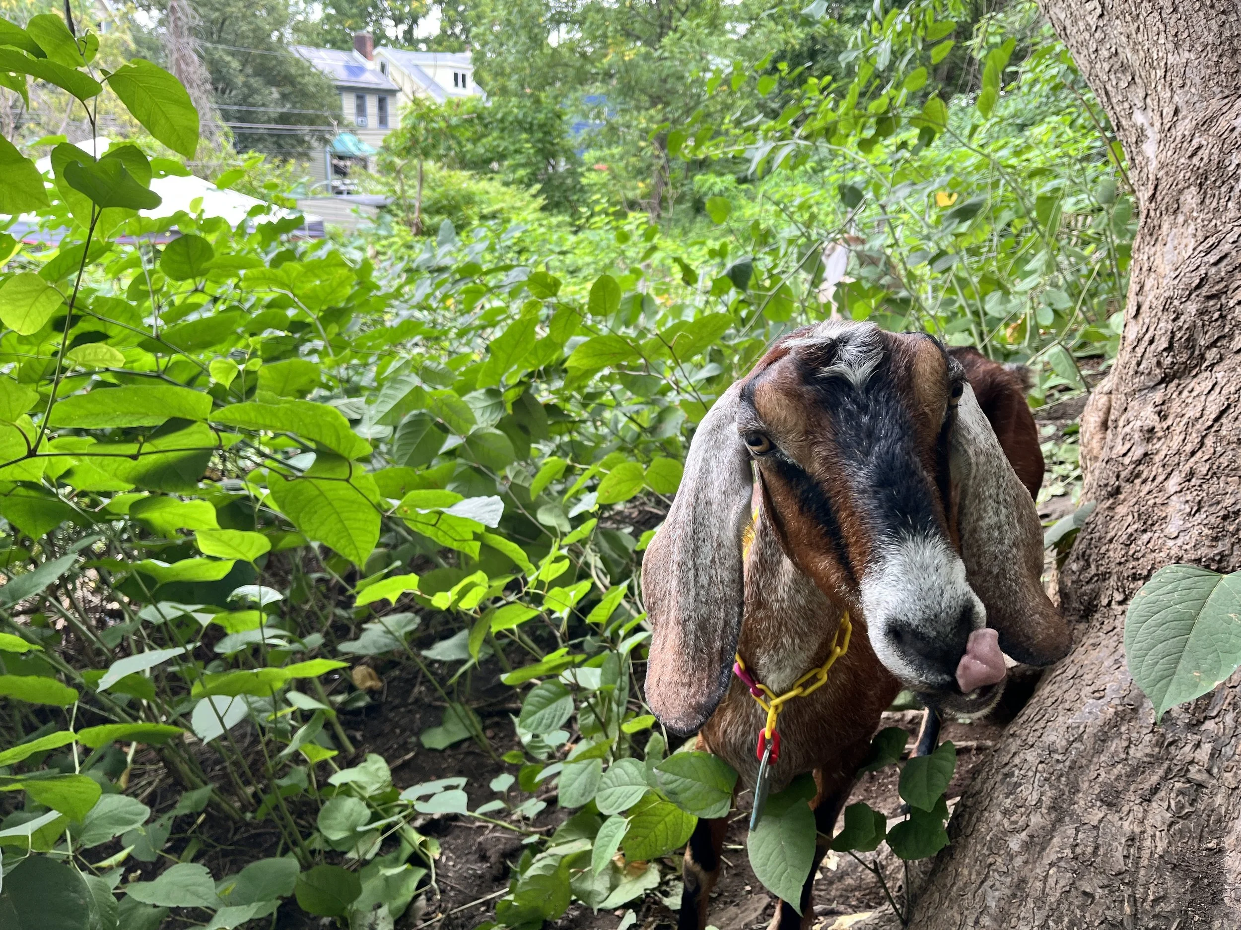 A goat with brown, black, and white fur, wearing a yellow collar, standing near a tree trunk and surrounded by green foliage, with houses visible in the background.