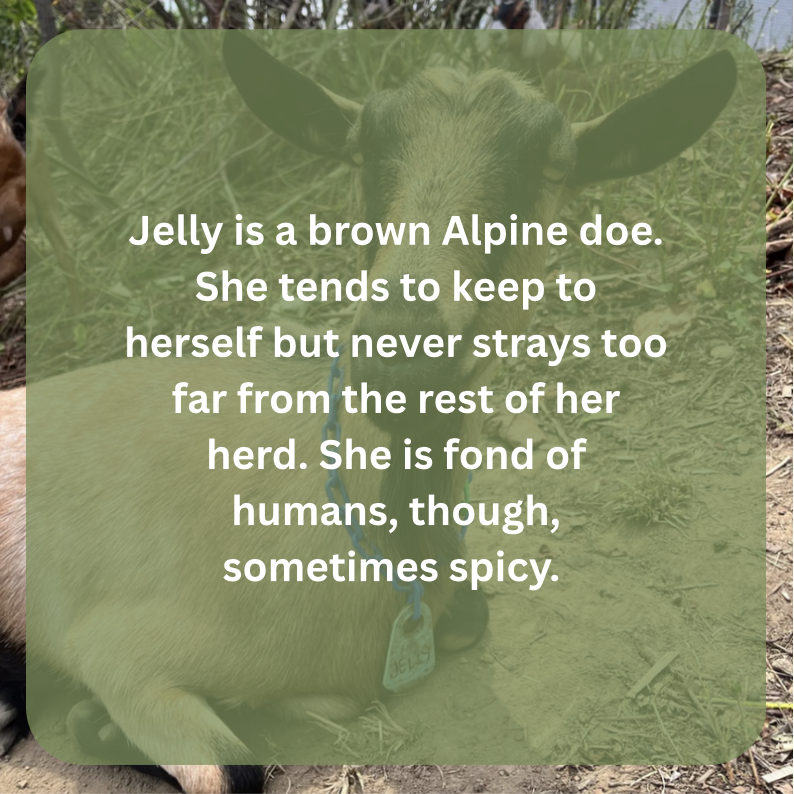 jelly bio.png