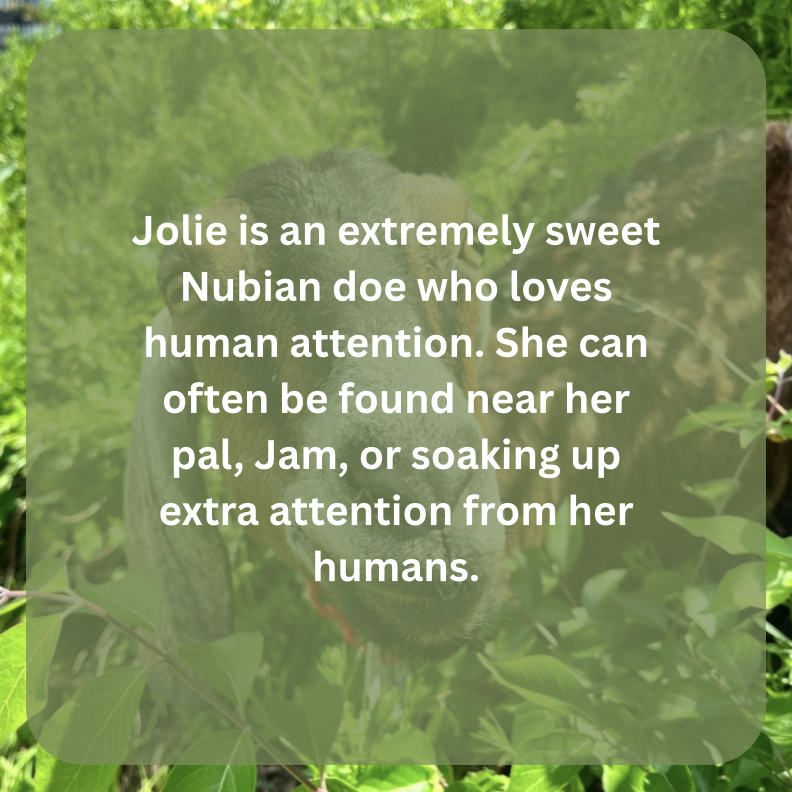jolie bio.png