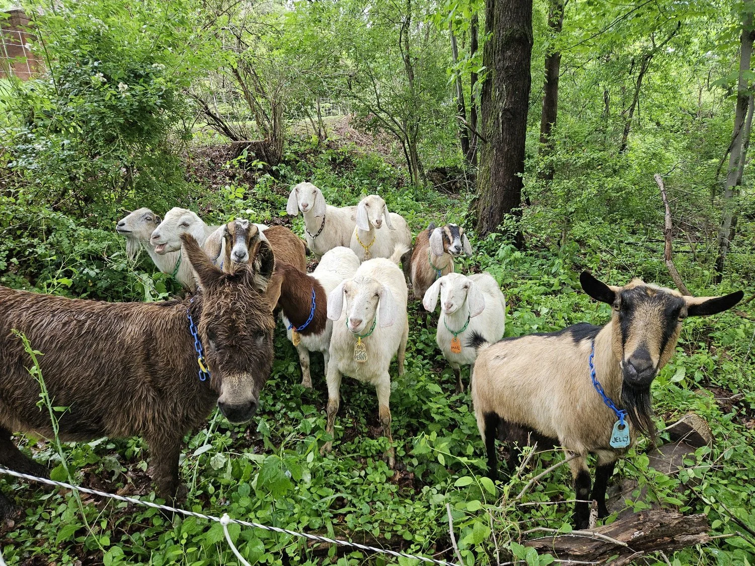 A group of goats standing in a green forested area with trees and bushes, some wearing colored collars and tags.