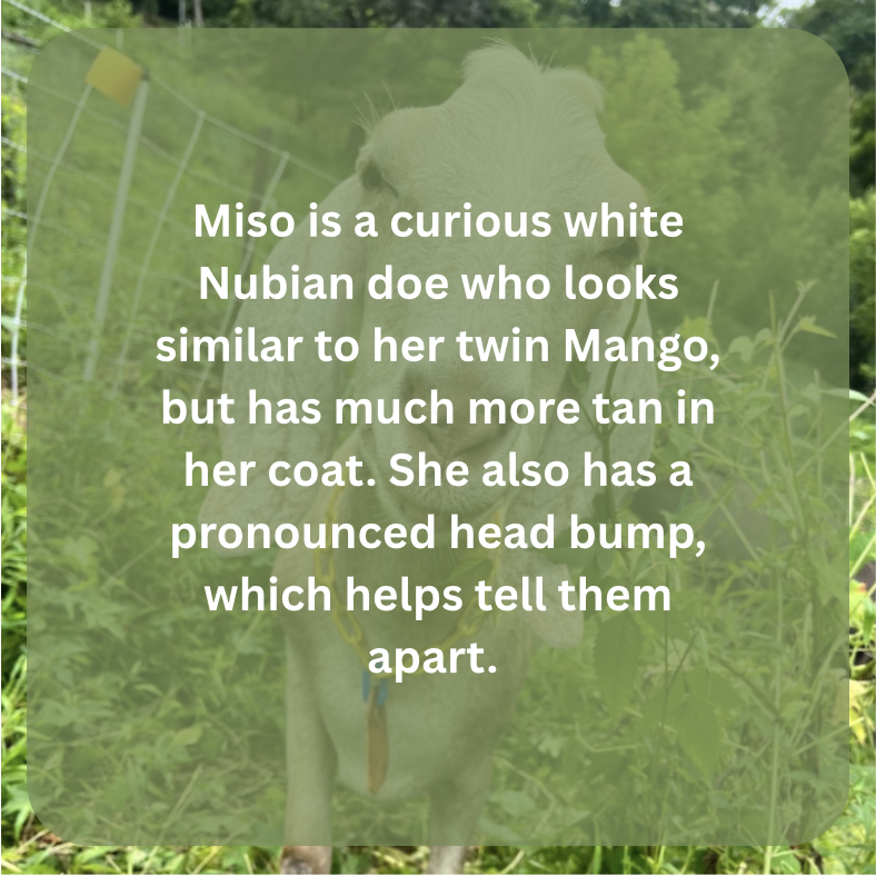 miso bio.png