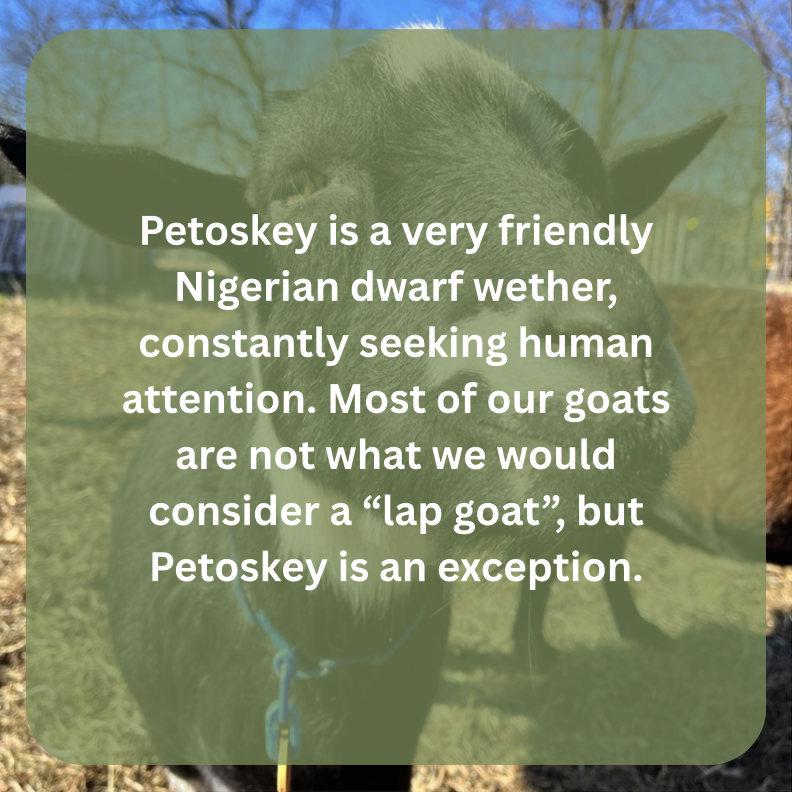 petoskey bio.png