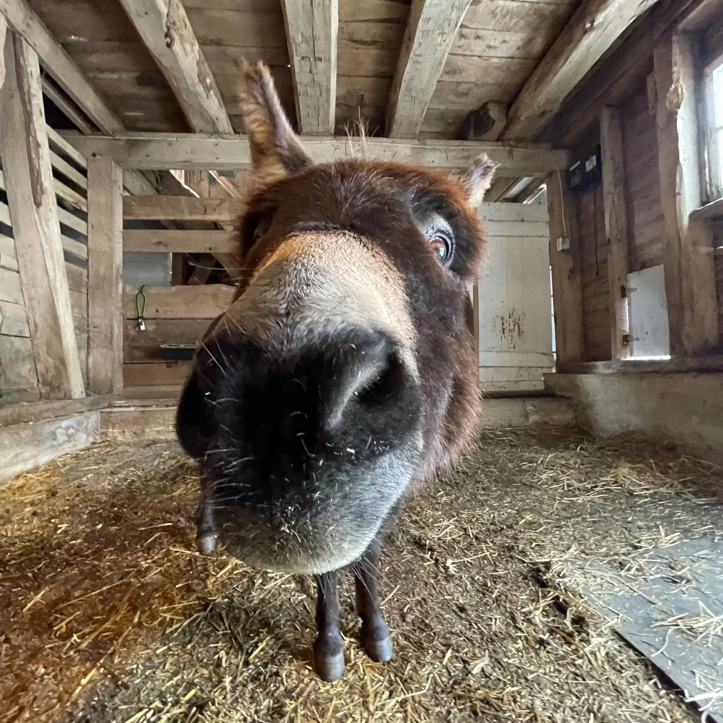 Farrier+Visit.jpg
