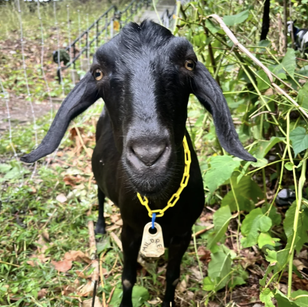 Sponsor Mildred (Millie)