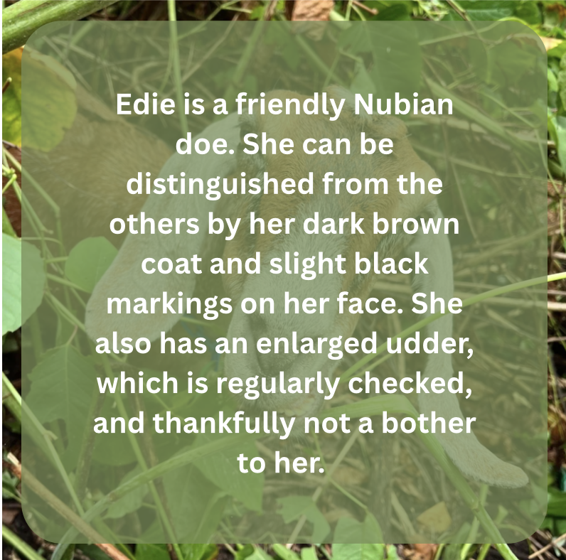 edie bio.png