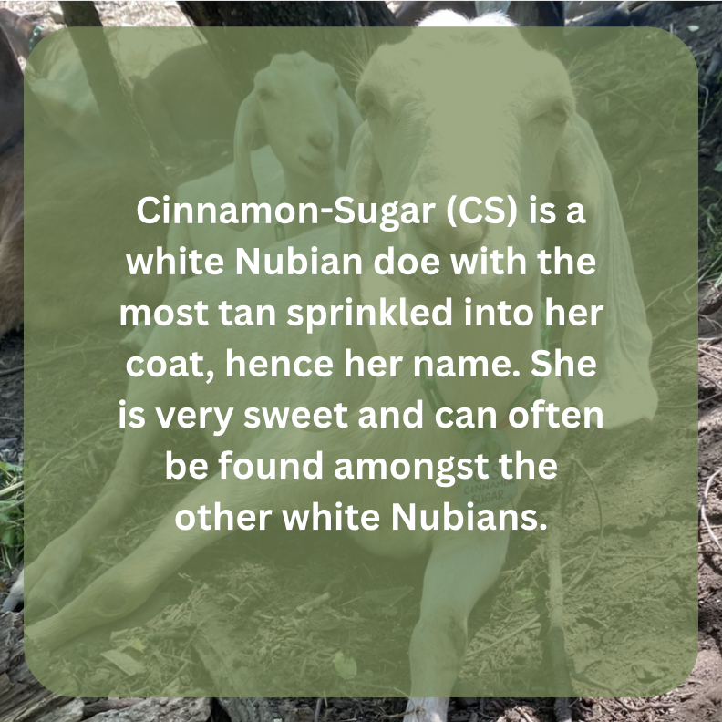 cs bio.png