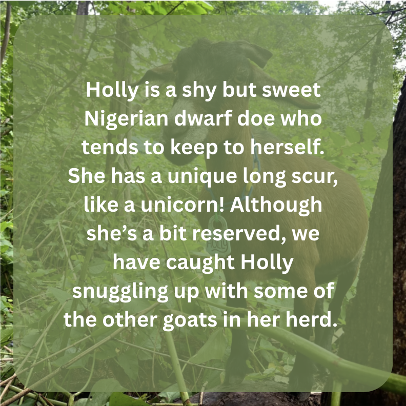 holly bio.png